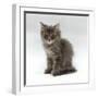 Domestic Cat, 10-Week, Grey Tabby Persian-Cross Kitten-Jane Burton-Framed Photographic Print