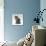 Domestic Cat, 10-Week, Grey Tabby Persian-Cross Kitten-Jane Burton-Mounted Photographic Print displayed on a wall