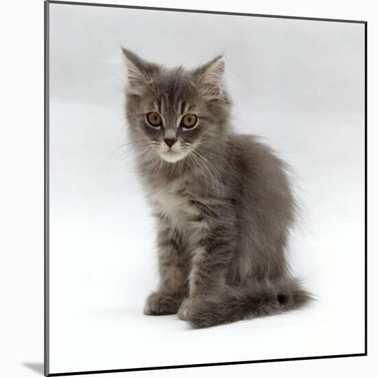 Domestic Cat, 10-Week, Grey Tabby Persian-Cross Kitten-Jane Burton-Mounted Photographic Print