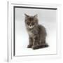 Domestic Cat, 10-Week, Grey Tabby Persian-Cross Kitten-Jane Burton-Framed Photographic Print