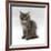 Domestic Cat, 10-Week, Grey Tabby Persian-Cross Kitten-Jane Burton-Framed Photographic Print