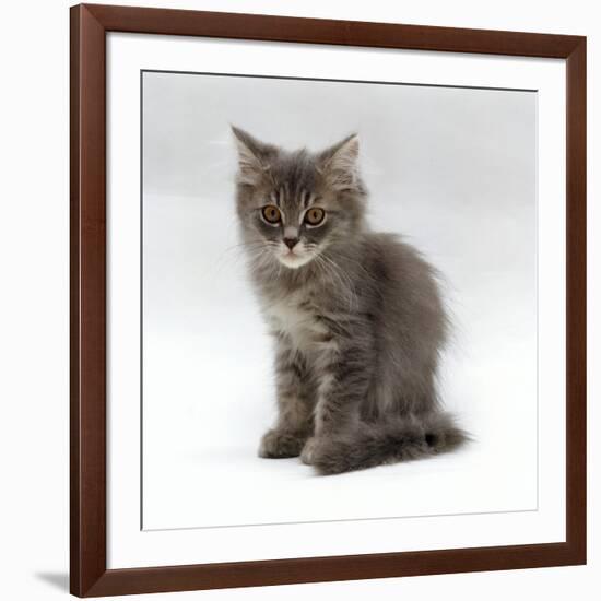 Domestic Cat, 10-Week, Grey Tabby Persian-Cross Kitten-Jane Burton-Framed Photographic Print