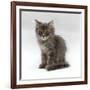 Domestic Cat, 10-Week, Grey Tabby Persian-Cross Kitten-Jane Burton-Framed Photographic Print