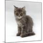 Domestic Cat, 10-Week, Grey Tabby Persian-Cross Kitten-Jane Burton-Mounted Photographic Print