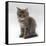 Domestic Cat, 10-Week, Grey Tabby Persian-Cross Kitten-Jane Burton-Framed Stretched Canvas