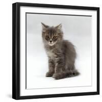 Domestic Cat, 10-Week, Grey Tabby Persian-Cross Kitten-Jane Burton-Framed Premium Photographic Print