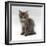 Domestic Cat, 10-Week, Grey Tabby Persian-Cross Kitten-Jane Burton-Framed Premium Photographic Print