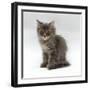 Domestic Cat, 10-Week, Grey Tabby Persian-Cross Kitten-Jane Burton-Framed Premium Photographic Print