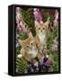 Domestic Cat, 10-Week, Red Male and Ginger Female Spotted Tabbies Among Foxgloves and Bellflowers-Jane Burton-Framed Stretched Canvas