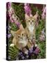 Domestic Cat, 10-Week, Red Male and Ginger Female Spotted Tabbies Among Foxgloves and Bellflowers-Jane Burton-Stretched Canvas