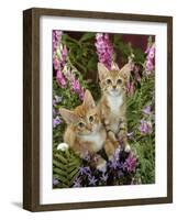 Domestic Cat, 10-Week, Red Male and Ginger Female Spotted Tabbies Among Foxgloves and Bellflowers-Jane Burton-Framed Photographic Print