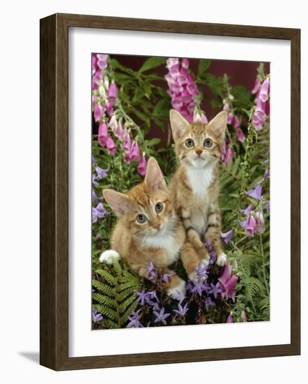 Domestic Cat, 10-Week, Red Male and Ginger Female Spotted Tabbies Among Foxgloves and Bellflowers-Jane Burton-Framed Photographic Print