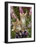 Domestic Cat, 10-Week, Red Male and Ginger Female Spotted Tabbies Among Foxgloves and Bellflowers-Jane Burton-Framed Photographic Print