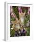 Domestic Cat, 10-Week, Red Male and Ginger Female Spotted Tabbies Among Foxgloves and Bellflowers-Jane Burton-Framed Photographic Print