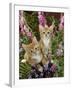 Domestic Cat, 10-Week, Red Male and Ginger Female Spotted Tabbies Among Foxgloves and Bellflowers-Jane Burton-Framed Photographic Print