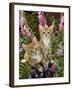 Domestic Cat, 10-Week, Red Male and Ginger Female Spotted Tabbies Among Foxgloves and Bellflowers-Jane Burton-Framed Photographic Print