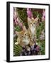 Domestic Cat, 10-Week, Red Male and Ginger Female Spotted Tabbies Among Foxgloves and Bellflowers-Jane Burton-Framed Photographic Print