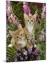 Domestic Cat, 10-Week, Red Male and Ginger Female Spotted Tabbies Among Foxgloves and Bellflowers-Jane Burton-Mounted Photographic Print