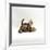 Domestic Cat, 11-Week, Brown Marble and Spotted Bengal Kittens, Play Fighting-Jane Burton-Framed Photographic Print