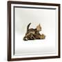 Domestic Cat, 11-Week, Brown Marble and Spotted Bengal Kittens, Play Fighting-Jane Burton-Framed Photographic Print