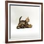 Domestic Cat, 11-Week, Brown Marble and Spotted Bengal Kittens, Play Fighting-Jane Burton-Framed Photographic Print