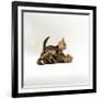 Domestic Cat, 11-Week, Brown Marble and Spotted Bengal Kittens, Play Fighting-Jane Burton-Framed Photographic Print