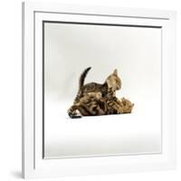 Domestic Cat, 11-Week, Brown Marble and Spotted Bengal Kittens, Play Fighting-Jane Burton-Framed Photographic Print