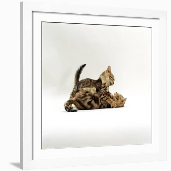 Domestic Cat, 11-Week, Brown Marble and Spotted Bengal Kittens, Play Fighting-Jane Burton-Framed Photographic Print