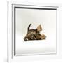 Domestic Cat, 11-Week, Brown Marble and Spotted Bengal Kittens, Play Fighting-Jane Burton-Framed Photographic Print