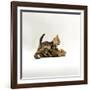 Domestic Cat, 11-Week, Brown Marble and Spotted Bengal Kittens, Play Fighting-Jane Burton-Framed Photographic Print