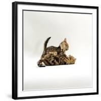 Domestic Cat, 11-Week, Brown Marble and Spotted Bengal Kittens, Play Fighting-Jane Burton-Framed Photographic Print