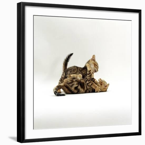 Domestic Cat, 11-Week, Brown Marble and Spotted Bengal Kittens, Play Fighting-Jane Burton-Framed Photographic Print