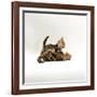 Domestic Cat, 11-Week, Brown Marble and Spotted Bengal Kittens, Play Fighting-Jane Burton-Framed Photographic Print