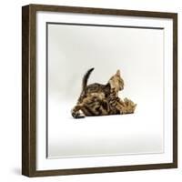 Domestic Cat, 11-Week, Brown Marble and Spotted Bengal Kittens, Play Fighting-Jane Burton-Framed Photographic Print