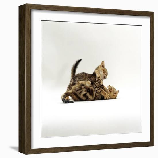 Domestic Cat, 11-Week, Brown Marble and Spotted Bengal Kittens, Play Fighting-Jane Burton-Framed Photographic Print