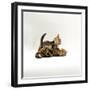 Domestic Cat, 11-Week, Brown Marble and Spotted Bengal Kittens, Play Fighting-Jane Burton-Framed Photographic Print