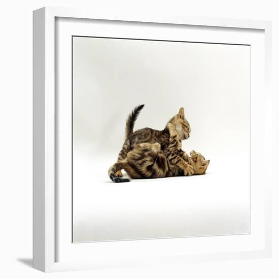 Domestic Cat, 11-Week, Brown Marble and Spotted Bengal Kittens, Play Fighting-Jane Burton-Framed Photographic Print