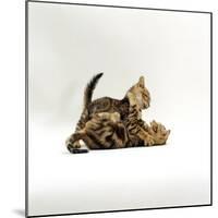 Domestic Cat, 11-Week, Brown Marble and Spotted Bengal Kittens, Play Fighting-Jane Burton-Mounted Photographic Print