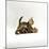 Domestic Cat, 11-Week, Brown Marble and Spotted Bengal Kittens, Play Fighting-Jane Burton-Mounted Photographic Print