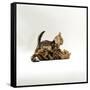 Domestic Cat, 11-Week, Brown Marble and Spotted Bengal Kittens, Play Fighting-Jane Burton-Framed Stretched Canvas