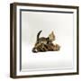 Domestic Cat, 11-Week, Brown Marble and Spotted Bengal Kittens, Play Fighting-Jane Burton-Framed Premium Photographic Print