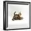 Domestic Cat, 11-Week, Brown Marble and Spotted Bengal Kittens, Play Fighting-Jane Burton-Framed Premium Photographic Print