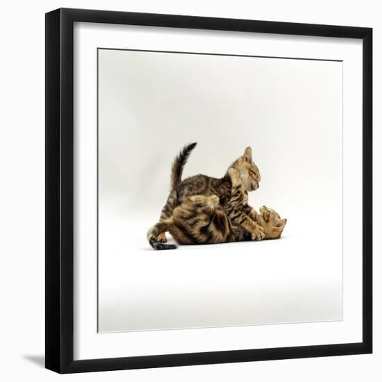 Domestic Cat, 11-Week, Brown Marble and Spotted Bengal Kittens, Play Fighting-Jane Burton-Framed Premium Photographic Print