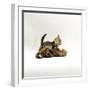 Domestic Cat, 11-Week, Brown Marble and Spotted Bengal Kittens, Play Fighting-Jane Burton-Framed Premium Photographic Print
