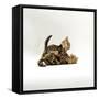 Domestic Cat, 11-Week, Brown Marble and Spotted Bengal Kittens, Play Fighting-Jane Burton-Framed Stretched Canvas