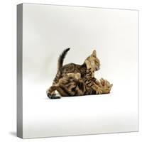 Domestic Cat, 11-Week, Brown Marble and Spotted Bengal Kittens, Play Fighting-Jane Burton-Stretched Canvas