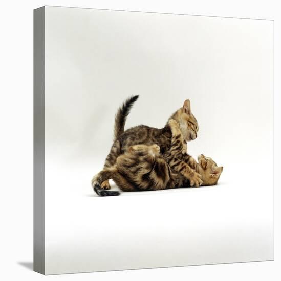 Domestic Cat, 11-Week, Brown Marble and Spotted Bengal Kittens, Play Fighting-Jane Burton-Stretched Canvas