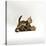 Domestic Cat, 11-Week, Brown Marble and Spotted Bengal Kittens, Play Fighting-Jane Burton-Stretched Canvas