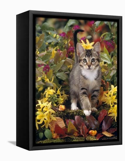 Domestic Cat, 12-Week, Agouti Tabby Kitten Among Yellow Azaleas and Spring Foliage-Jane Burton-Framed Stretched Canvas