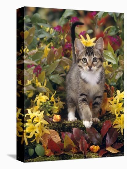 Domestic Cat, 12-Week, Agouti Tabby Kitten Among Yellow Azaleas and Spring Foliage-Jane Burton-Stretched Canvas